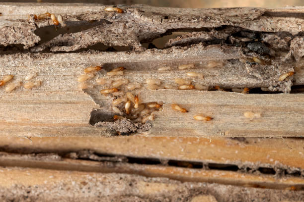 Best Wasp Removal Services  in Day Heights, OH